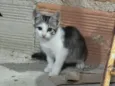 Gato ra a SRD-ViraLata idade 2 a 6 meses nome Sem nome