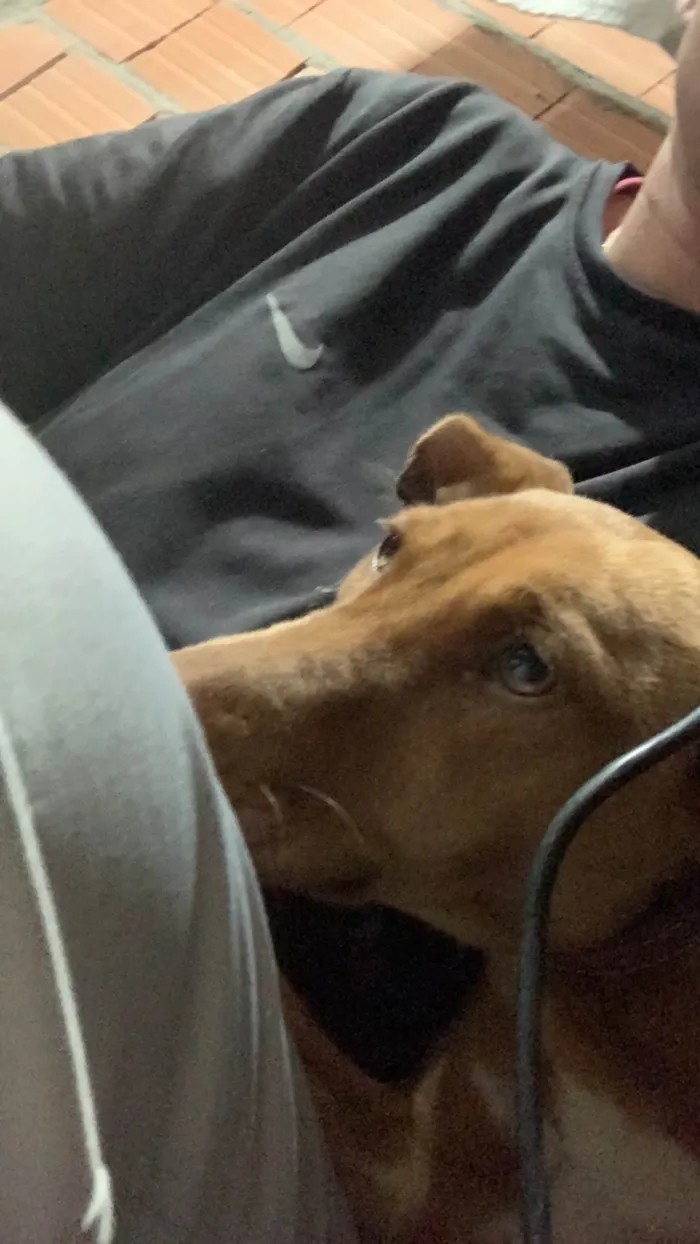 Cachorro ra a SRD-ViraLata idade 7 a 11 meses nome Zaya