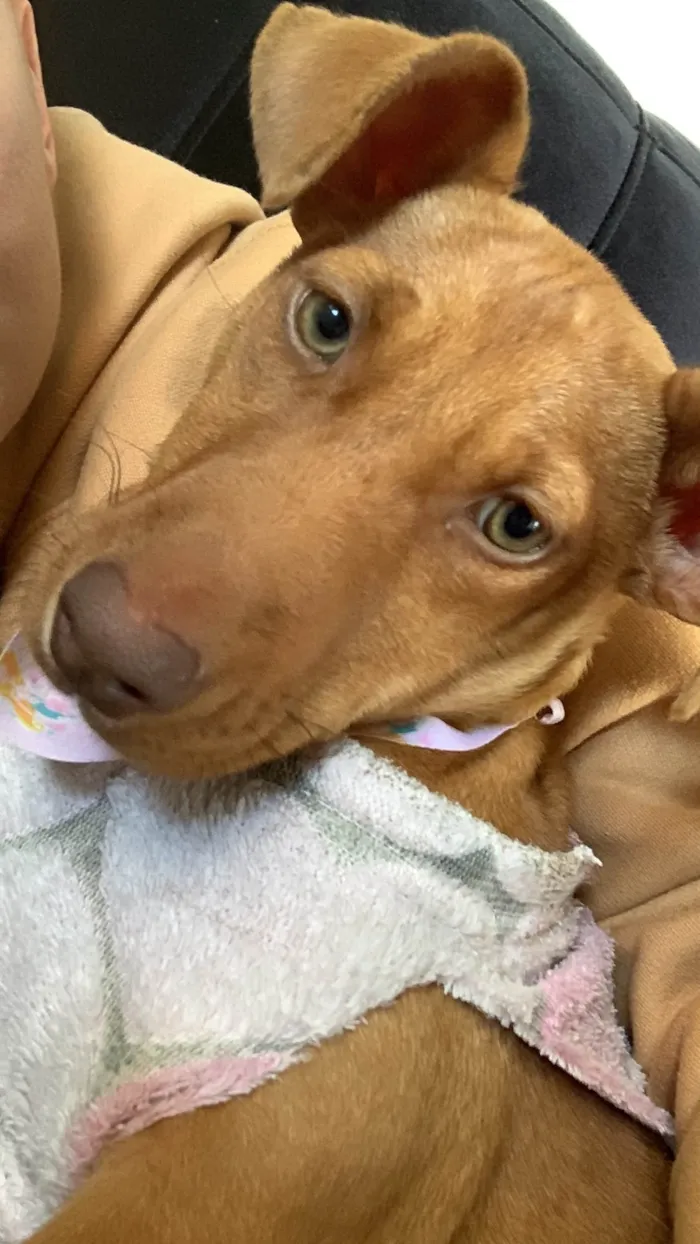 Cachorro ra a SRD-ViraLata idade 7 a 11 meses nome Zaya