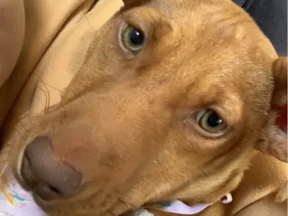 Cachorro raça SRD-ViraLata idade 7 a 11 meses nome Zaya