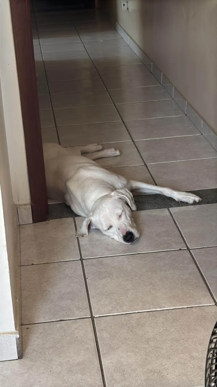 Cachorro ra a SRD-ViraLata idade 2 anos nome Juca