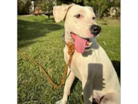 Cachorro raça SRD-ViraLata idade 2 anos nome Juca