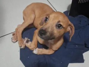 Cachorro raça SRD-ViraLata idade 2 a 6 meses nome Deku