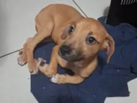 Cachorro raça SRD-ViraLata idade 2 a 6 meses nome Deku