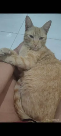 Gato ra a SRD-ViraLata idade 1 ano nome Gafeld 
