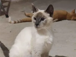 Gato ra a SRD-ViraLata idade 1 ano nome Sem nome