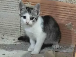 Gato ra a SRD-ViraLata idade 2 a 6 meses nome Sem nome