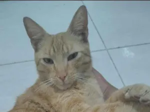 Gato raça SRD-ViraLata idade 1 ano nome Gafeld 