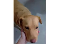 Cachorro ra a SRD-ViraLata idade 2 anos nome Nina