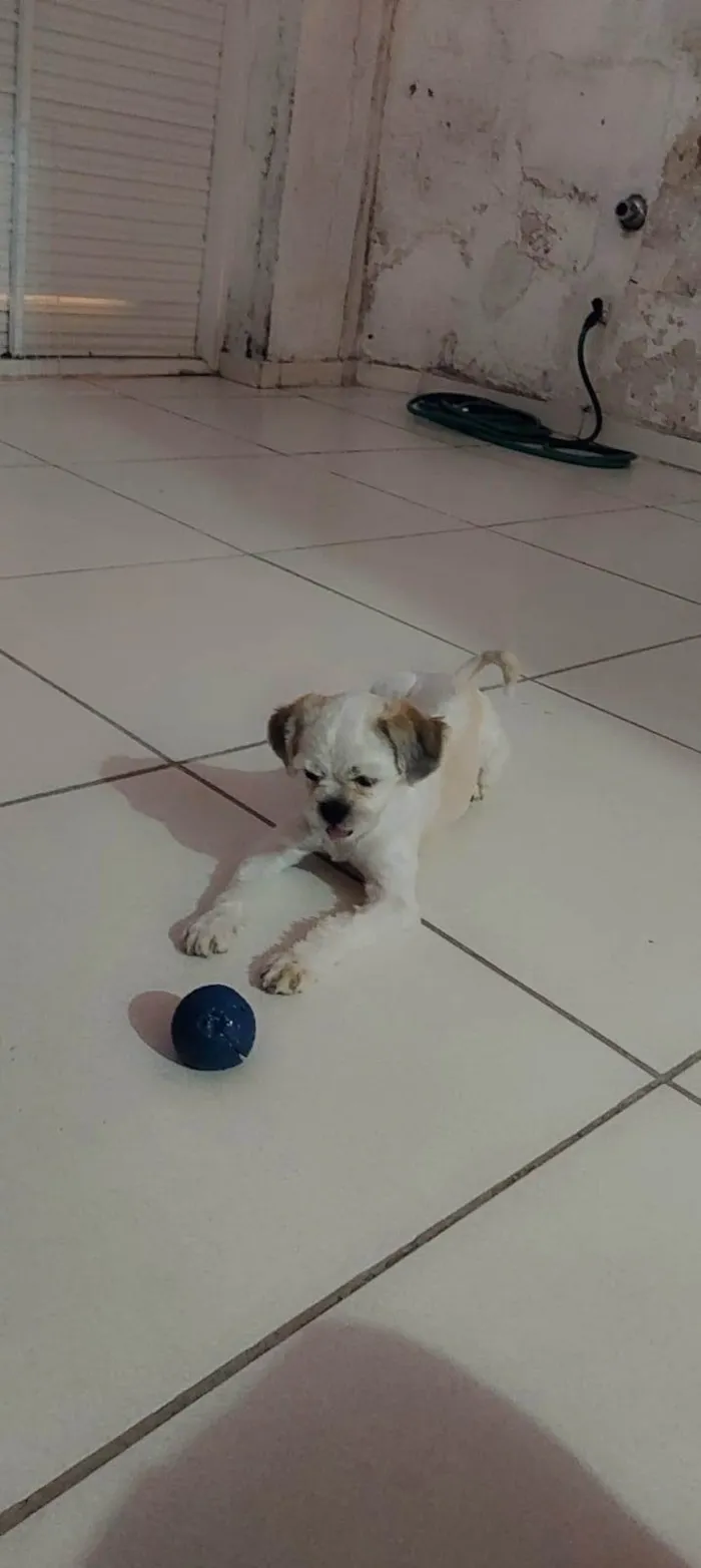 Cachorro ra a Shitzu idade 7 a 11 meses nome Laila