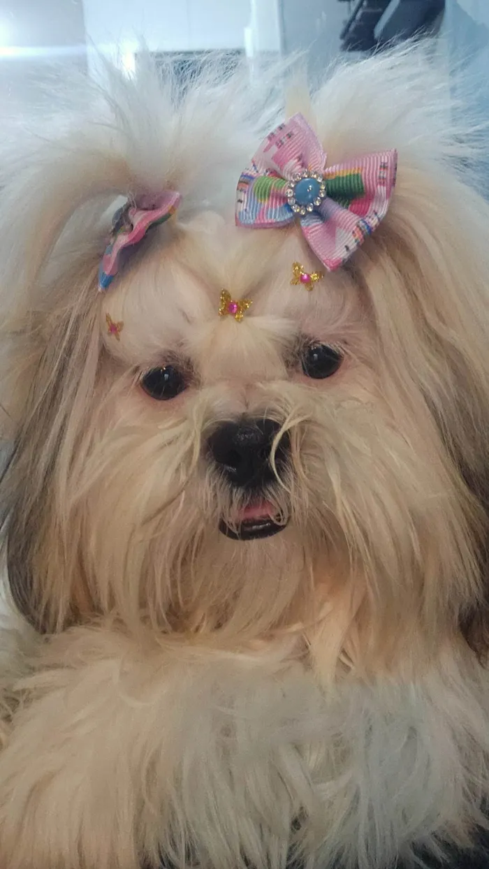 Cachorro ra a Shitzu idade 7 a 11 meses nome Laila