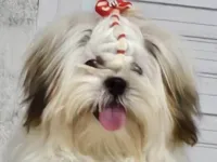 Cachorro ra a Shitzu idade 7 a 11 meses nome Laila