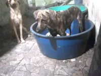 Cachorro ra a SRD-ViraLata idade 1 ano nome Shena