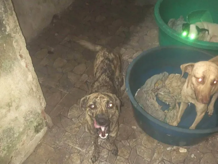 Cachorro ra a SRD-ViraLata idade 1 ano nome Shena