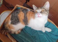 Gato ra a SRD-ViraLata idade 7 a 11 meses nome Iris