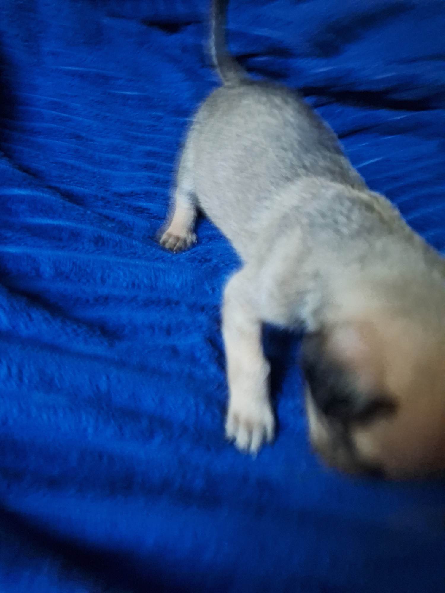 Cachorro raça SRD-ViraLata idade Abaixo de 2 meses nome Maria Bonita