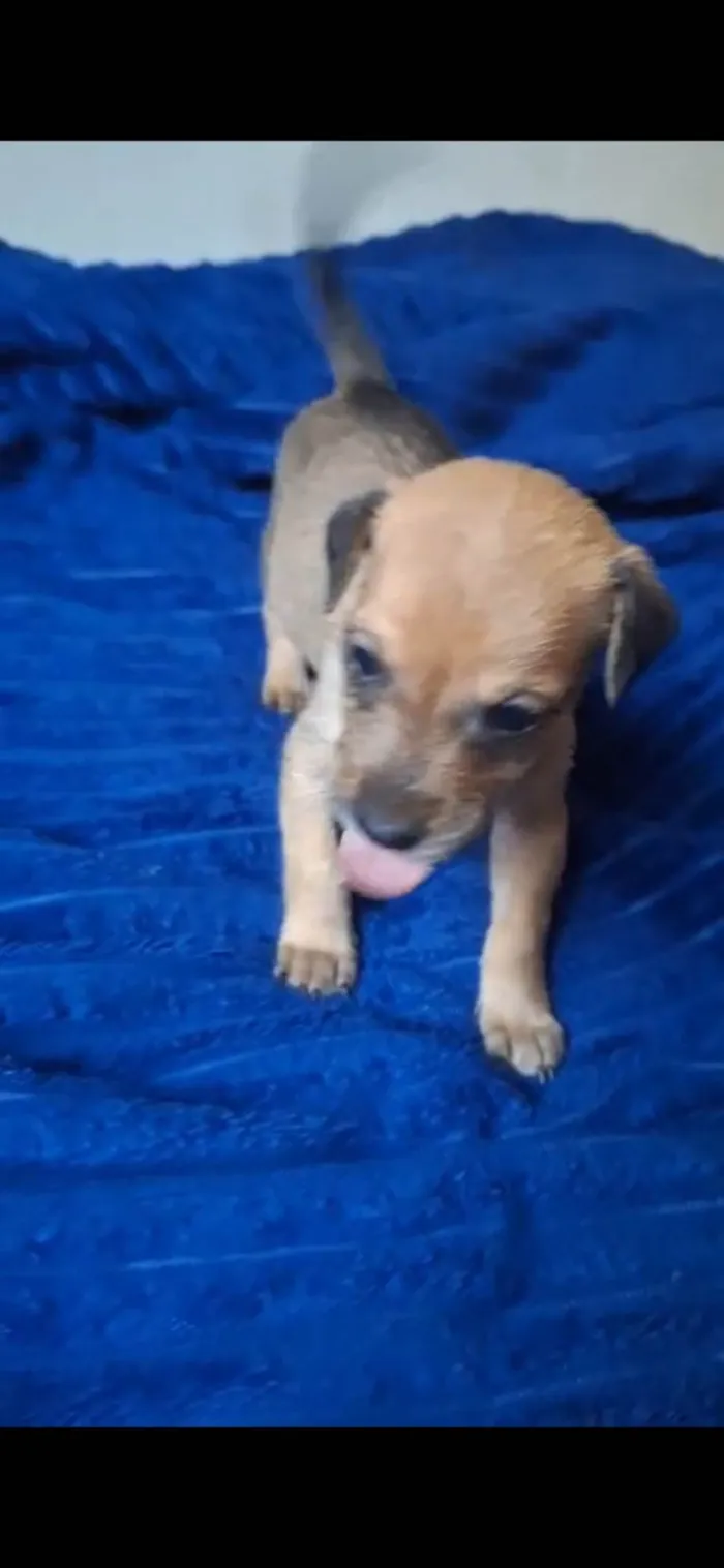 Cachorro ra a SRD-ViraLata idade Abaixo de 2 meses nome Maria Bonita