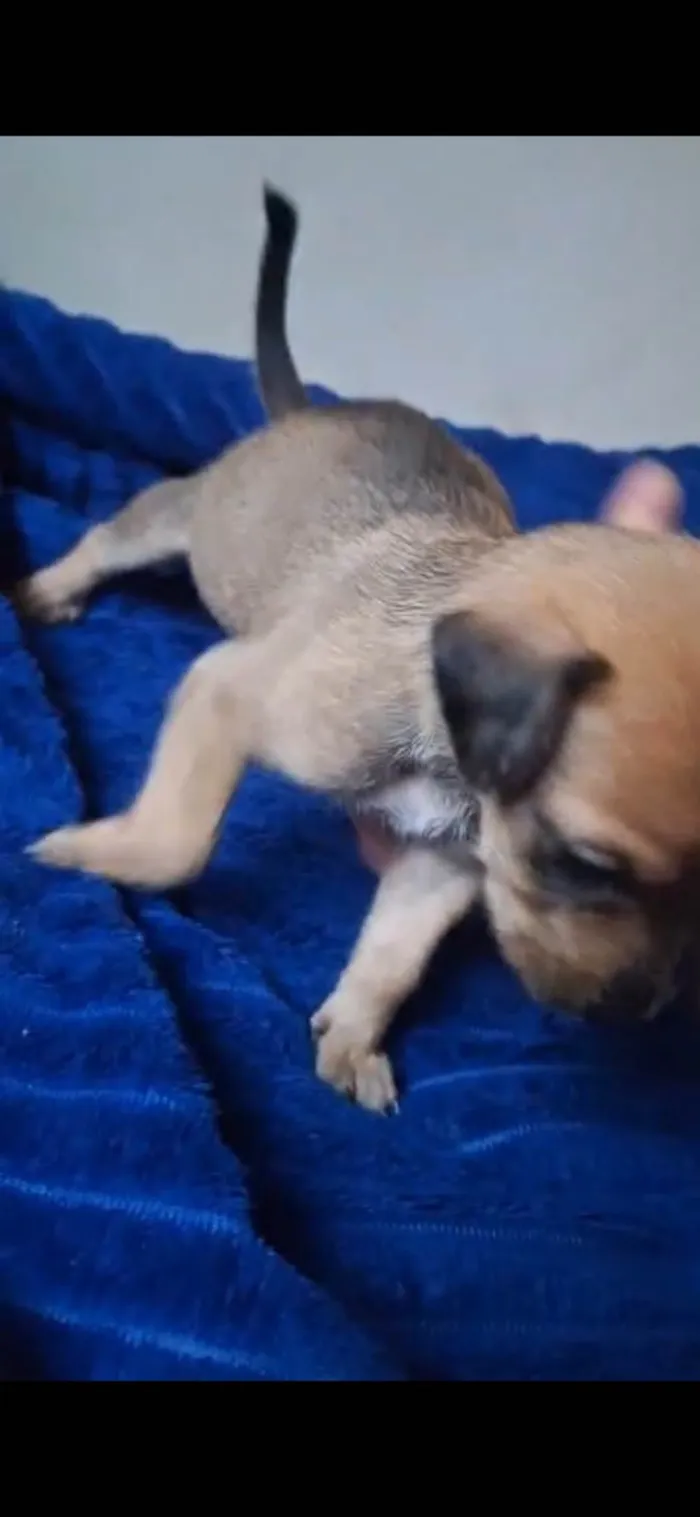 Cachorro ra a SRD-ViraLata idade Abaixo de 2 meses nome Maria Bonita