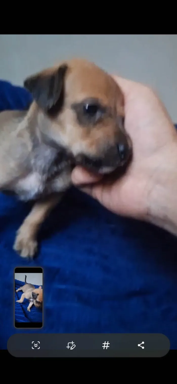 Cachorro ra a SRD-ViraLata idade Abaixo de 2 meses nome Maria Bonita