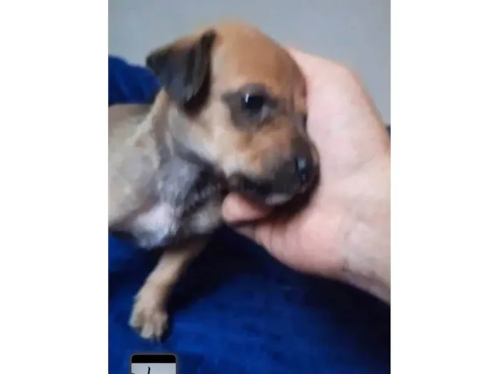 Cachorro ra a SRD-ViraLata idade Abaixo de 2 meses nome Maria Bonita