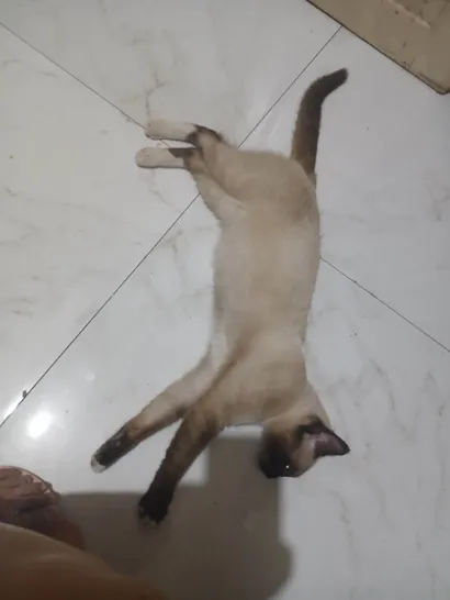 Gato ra a Siamês idade 1 ano nome Jacob e dexter