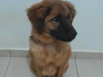 Cachorro raça SRD-ViraLata idade 7 a 11 meses nome Toto 