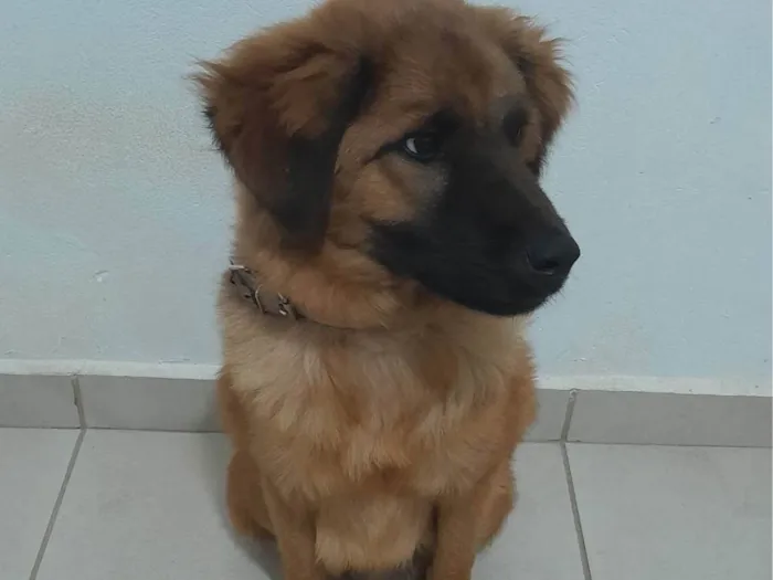 Cachorro ra a SRD-ViraLata idade 7 a 11 meses nome Toto 