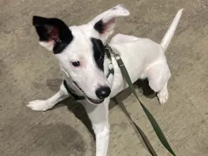 Cachorro raça SRD-ViraLata idade 2 a 6 meses nome Max