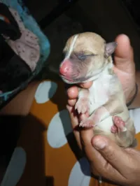 Cachorro raça Pit-Bull idade Abaixo de 2 meses nome Não tem nome ainda 