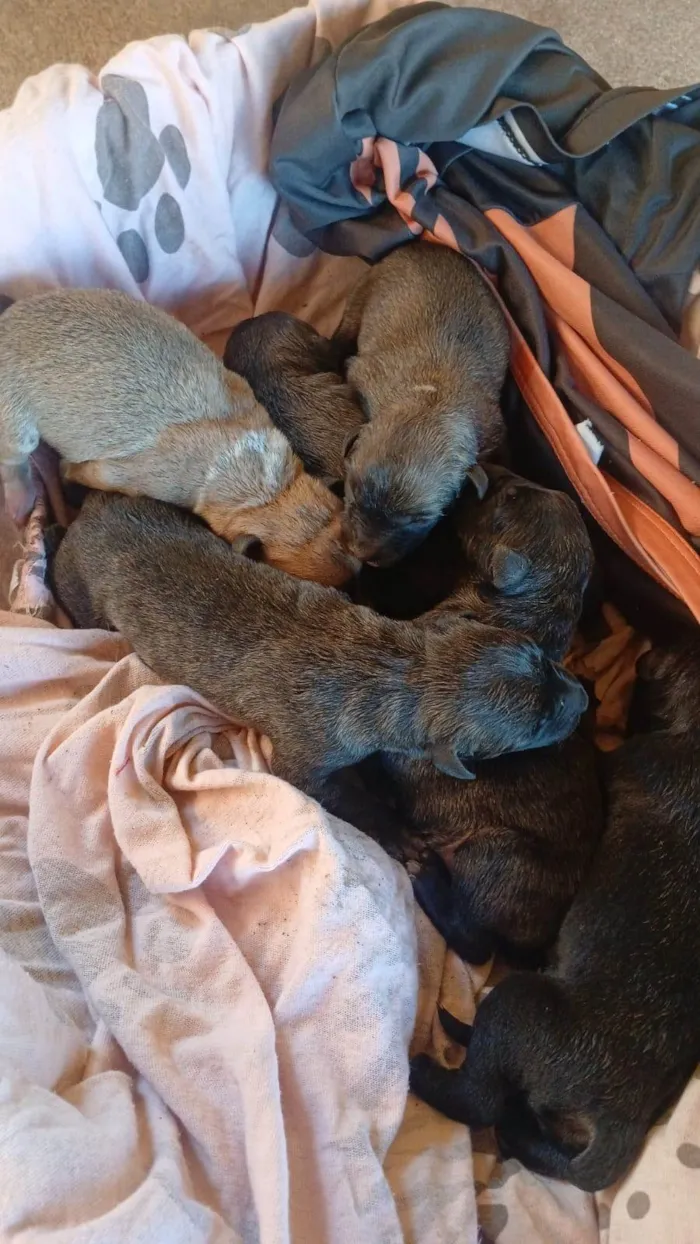 Cachorro ra a Pit-Bull idade Abaixo de 2 meses nome Não tem nome ainda 