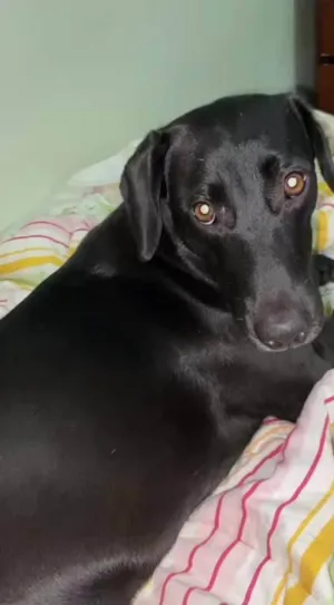 Cachorro raça SRD-ViraLata idade 2 anos nome Pity