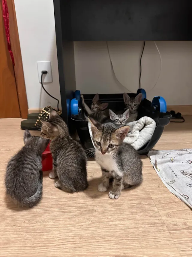 Gato ra a SRD-ViraLata idade Abaixo de 2 meses nome Gatinhos