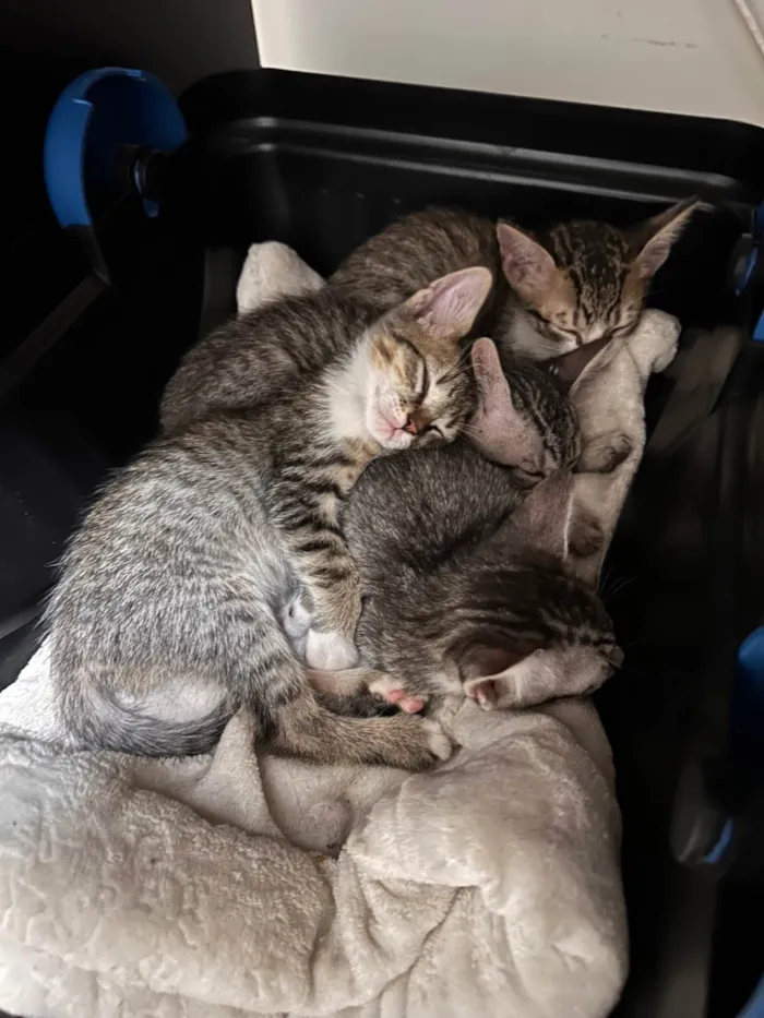 Gato ra a SRD-ViraLata idade Abaixo de 2 meses nome Gatinhos