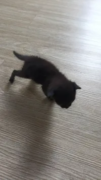 Gato ra a SRD-ViraLata idade Abaixo de 2 meses nome Téo/cleo