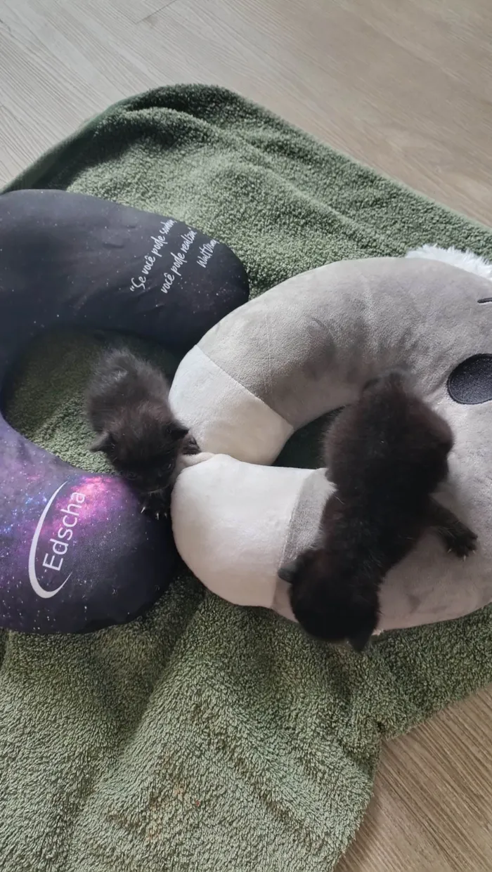 Gato ra a SRD-ViraLata idade Abaixo de 2 meses nome Téo/cleo