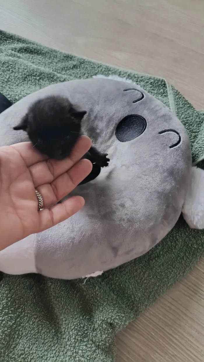 Gato ra a SRD-ViraLata idade Abaixo de 2 meses nome Téo/cleo