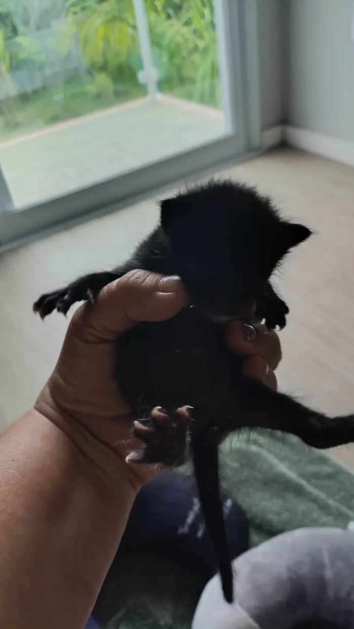 Gato ra a SRD-ViraLata idade Abaixo de 2 meses nome Téo/cleo