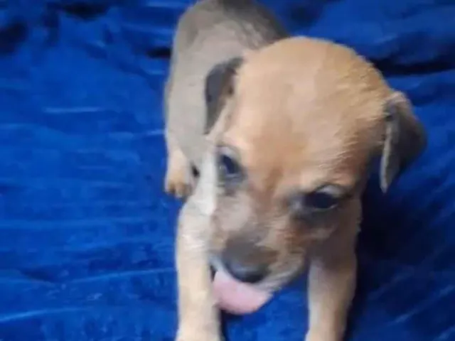 Cachorro raça SRD-ViraLata idade Abaixo de 2 meses nome Maria Bonita