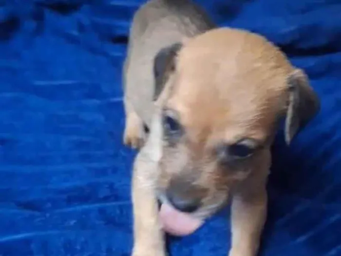 Cachorro raça SRD-ViraLata idade Abaixo de 2 meses nome Maria Bonita