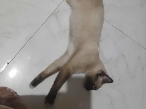 Gato raça Siamês idade 1 ano nome Jacob e dexter