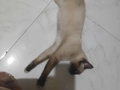 Gato raça Siamês idade 1 ano nome Jacob e dexter