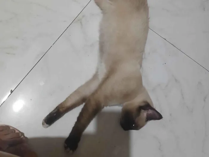 Gato raça Siamês idade 1 ano nome Jacob e dexter
