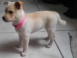 Cachorro raça SRD-ViraLata idade 2 a 6 meses nome Pitucha