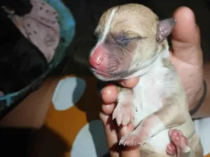 Cachorro raça Pit-Bull idade Abaixo de 2 meses nome Não tem nome ainda 