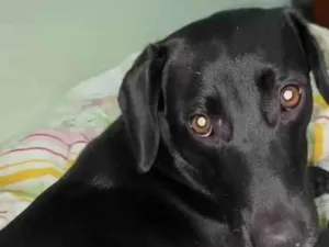 Cachorro raça SRD-ViraLata idade 2 anos nome Pity
