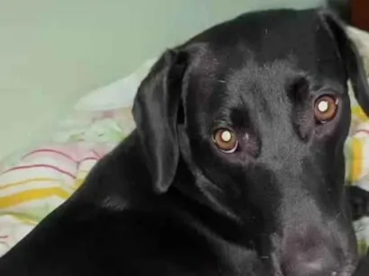 Cachorro raça SRD-ViraLata idade 2 anos nome Pity