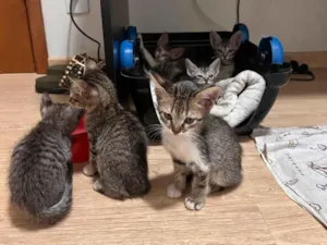 Gato raça SRD-ViraLata idade Abaixo de 2 meses nome Gatinhos