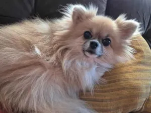 Cachorro raça SRD-ViraLata idade 3 anos nome Lulli