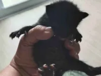 Gato raça SRD-ViraLata idade Abaixo de 2 meses nome Téo/cleo