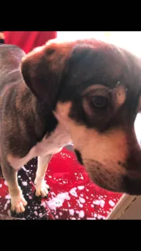 Cachorro raça SRD-ViraLata idade 1 ano nome Baruque